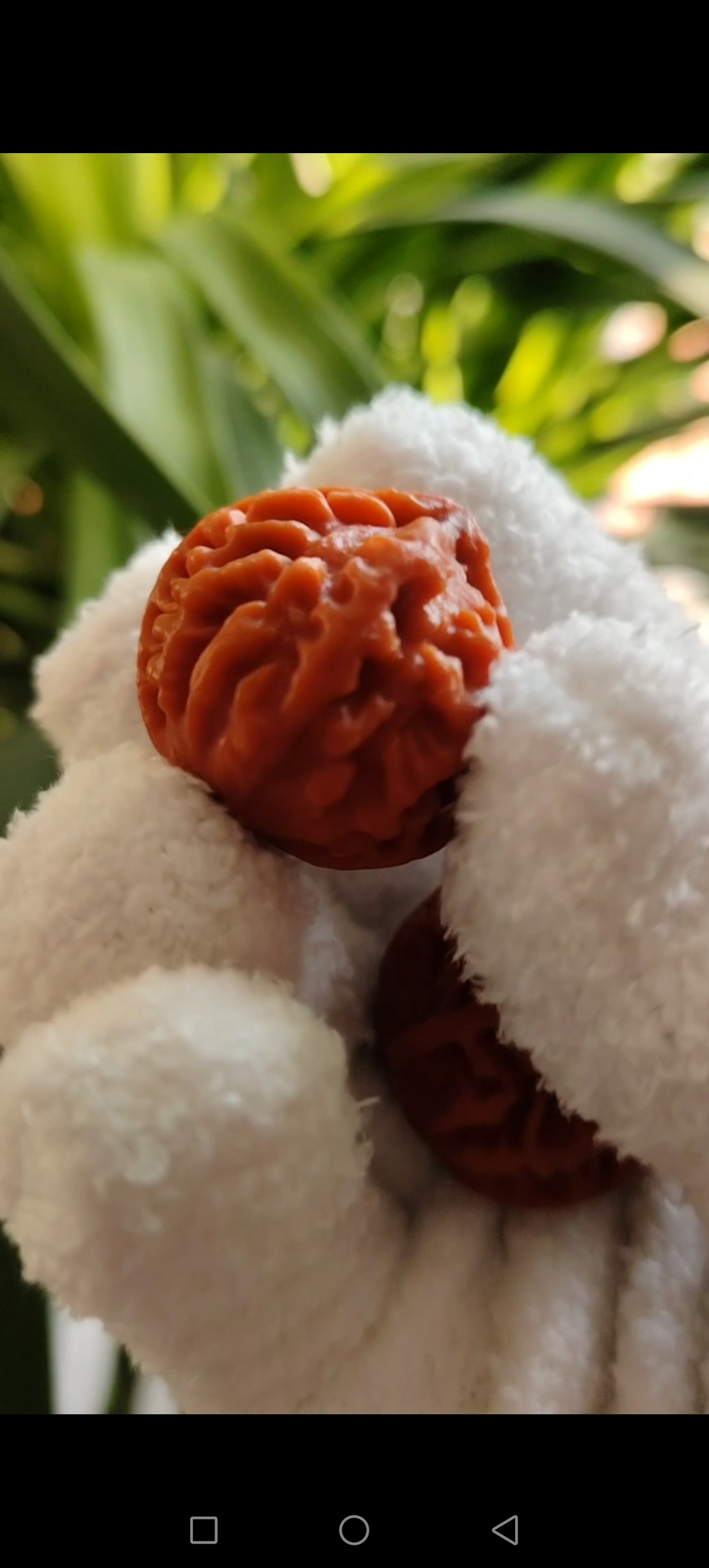 野生小核桃手捻暴龙