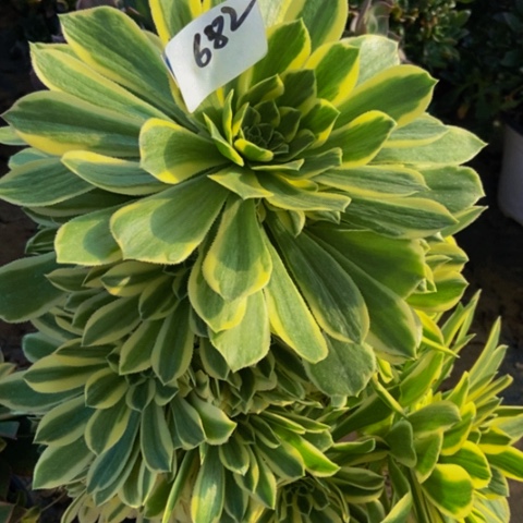 绿羊绒锦多肉682多肉