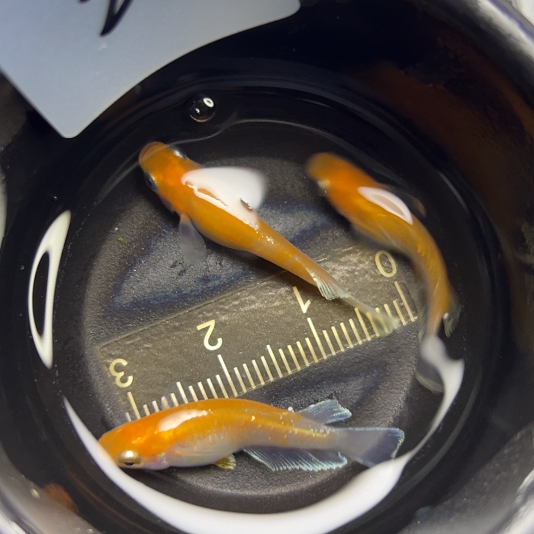 青鳉鱼24。        