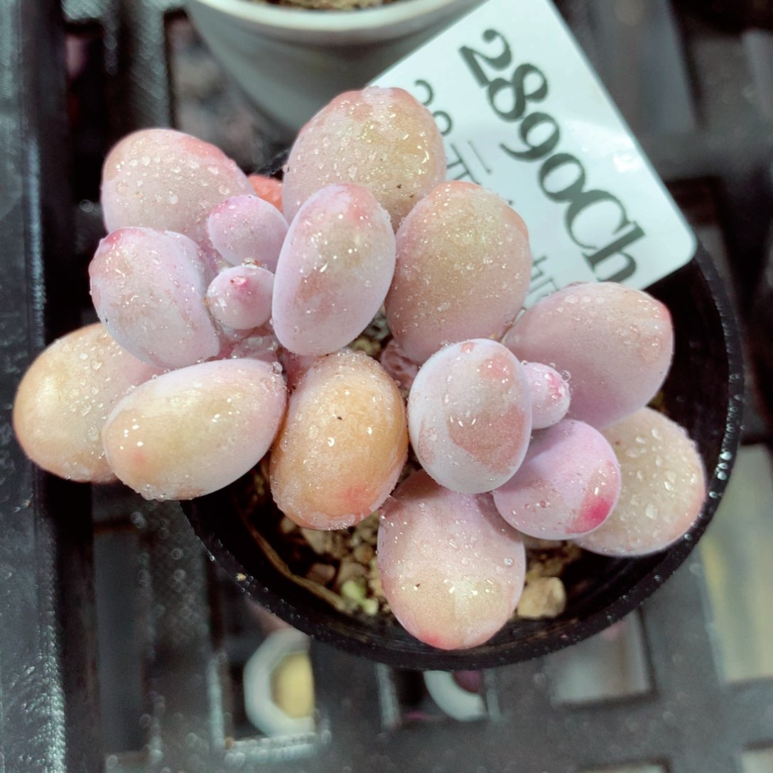 5厘米盆精控多肉2890