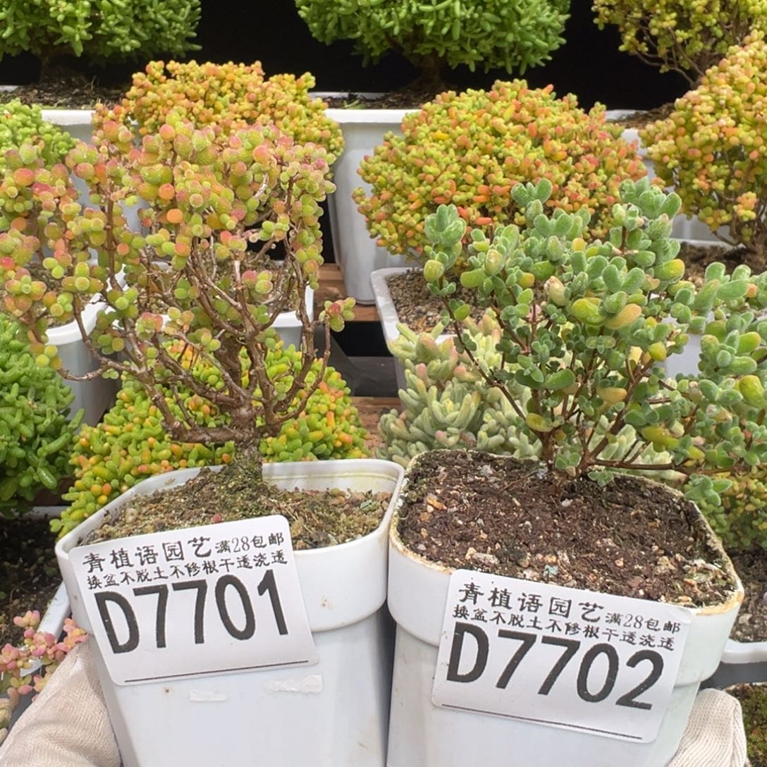 D7701金桔小老桩 D7702乐曲