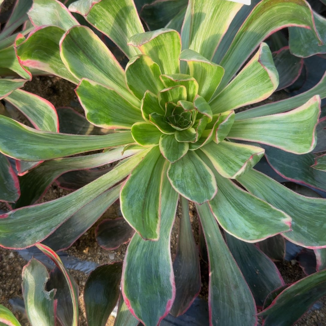 788恶魔之眼。多肉植物