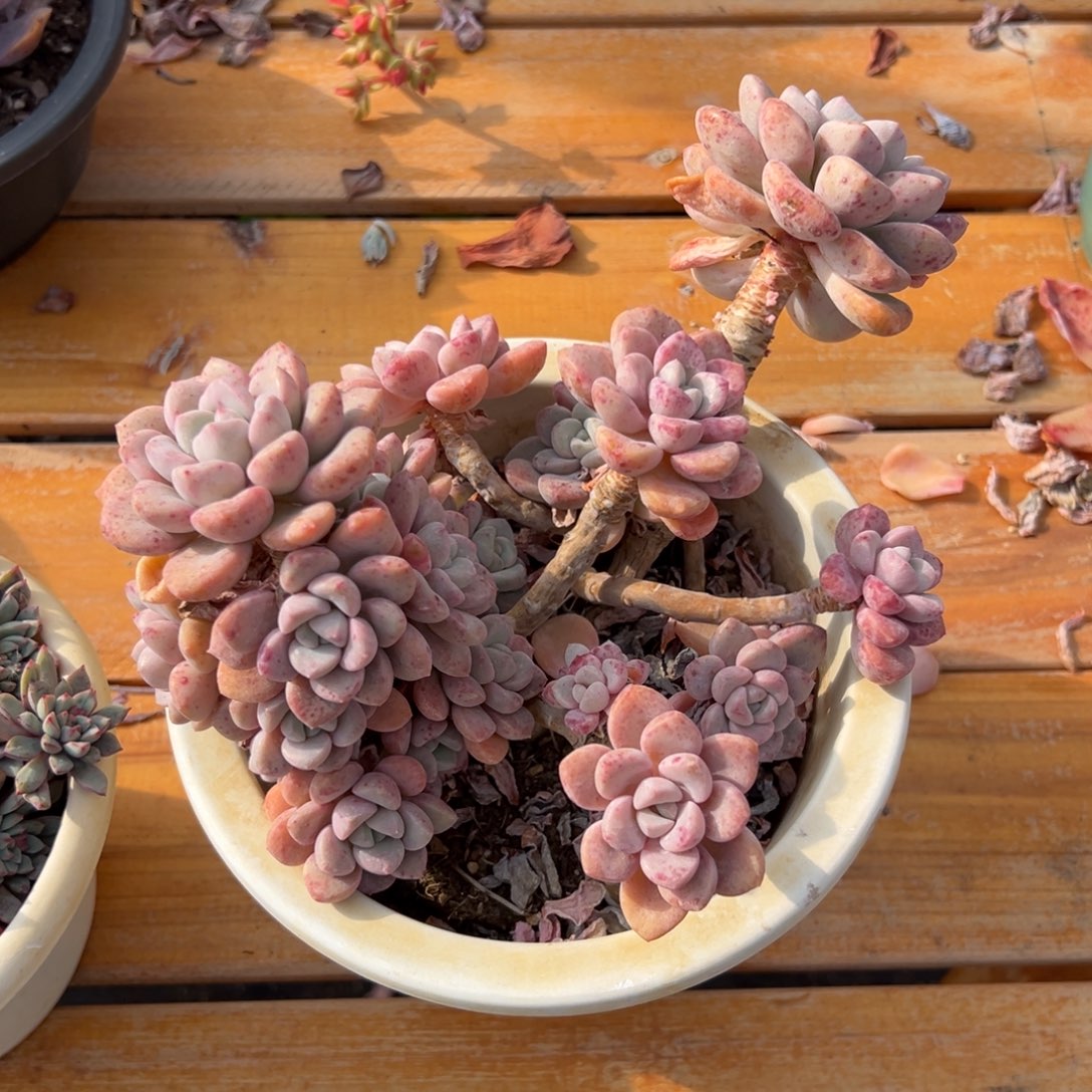 多肉白鹿【非偏远地区满18包邮】