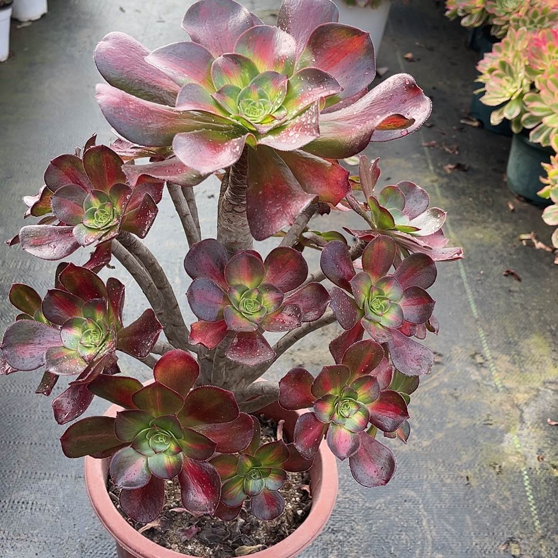 ꧁***꧂hhhhhhhhhhhhhhhhhhhh