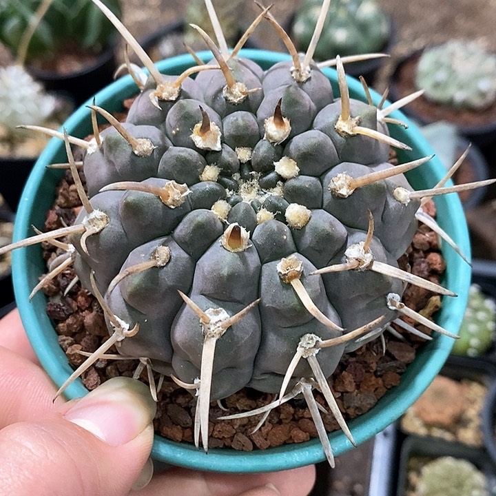 孤品实生控养紫皮三枪玉福利8cm.+