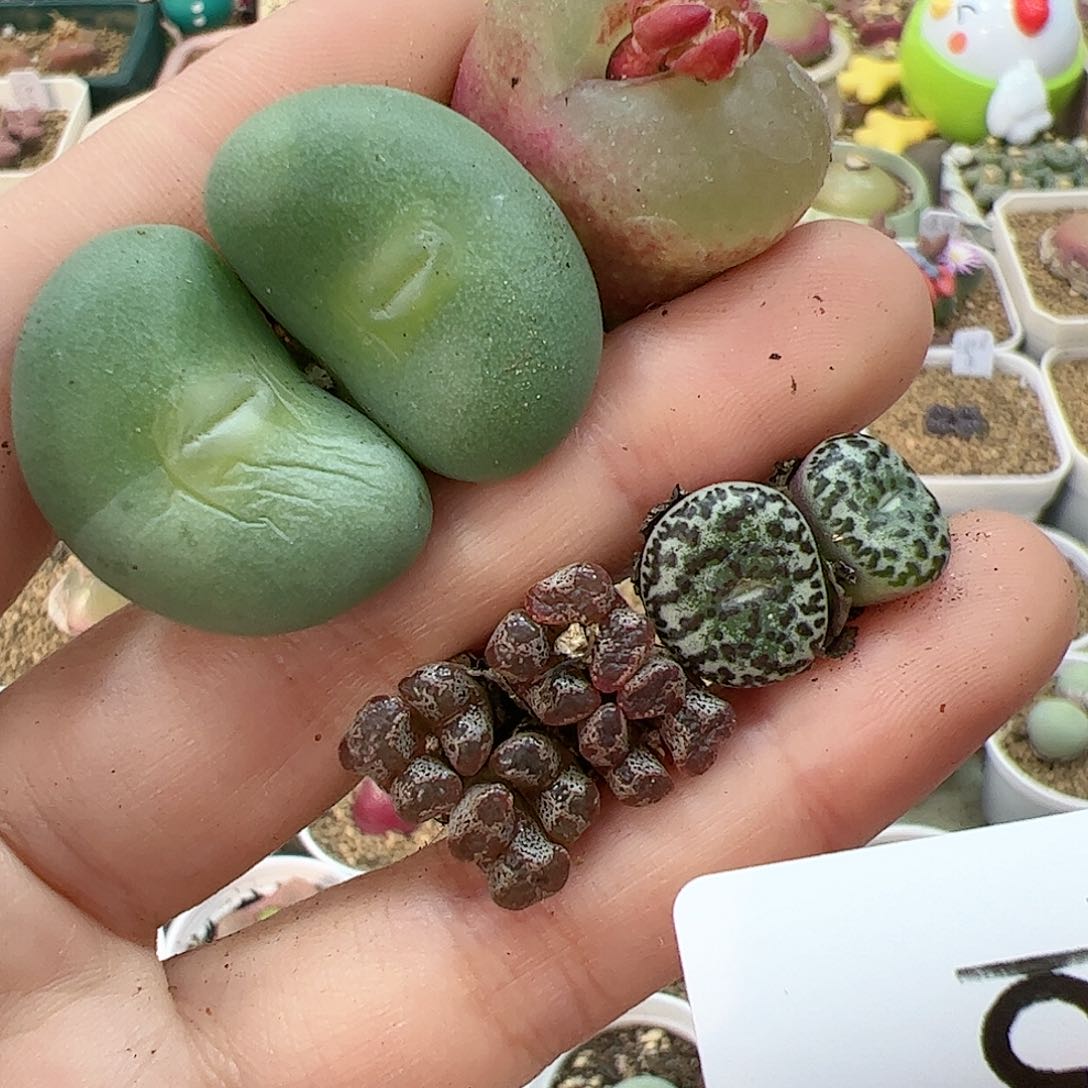 【闪购商品】373 秒