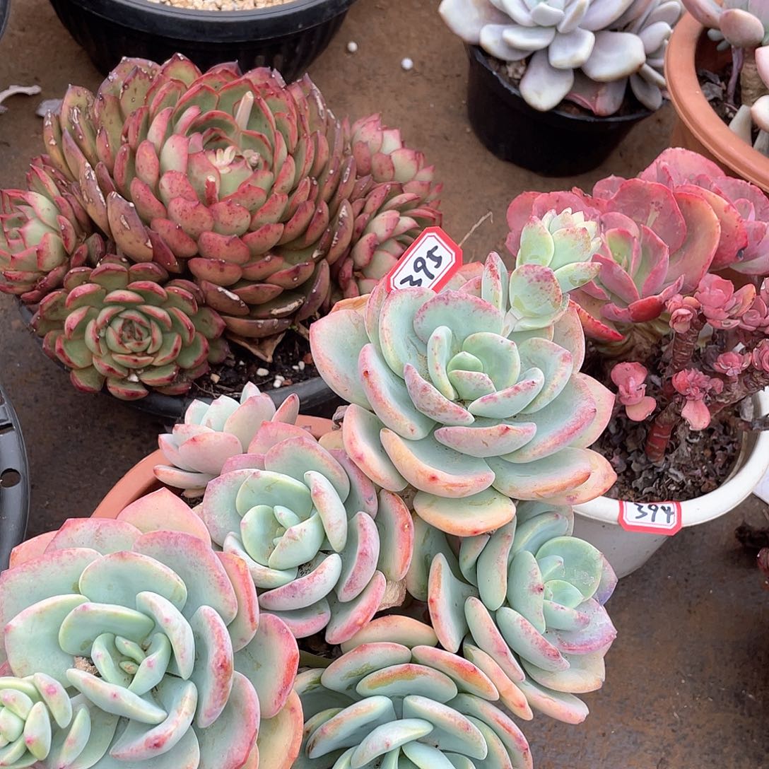 395白月光一物一拍多肉