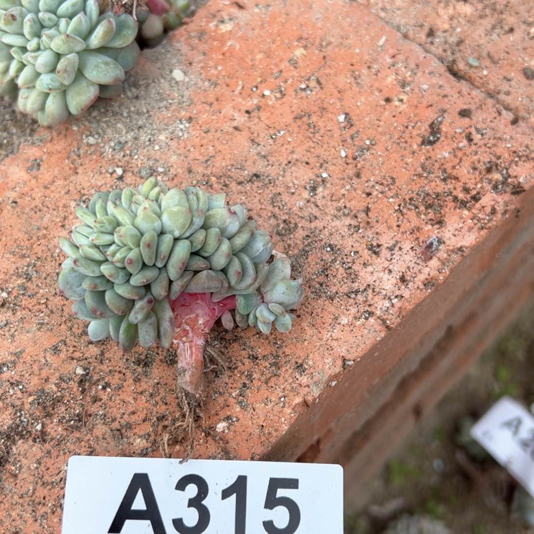 旋***马315 多肉多肉多肉多肉