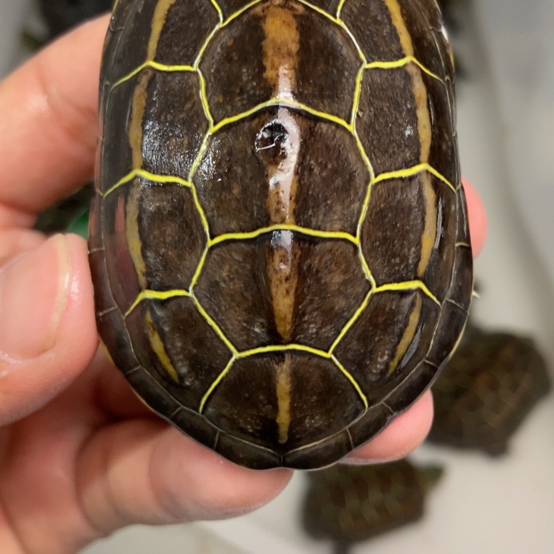 中华草龟不分公母