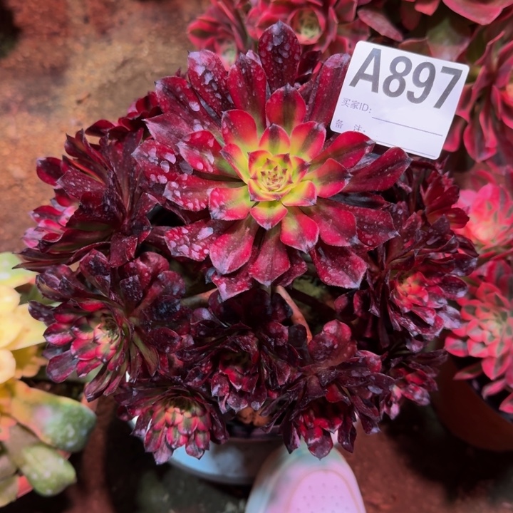 红陶美姬897多肉