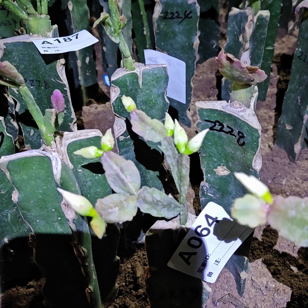 2099红重瓣零下五度以上包邮64