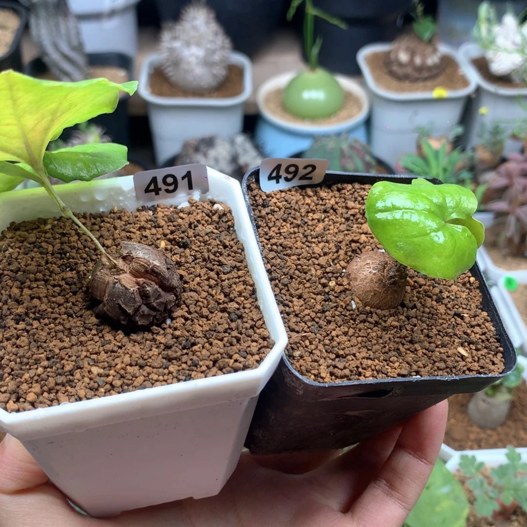 小南非龟甲龙带盆491+492