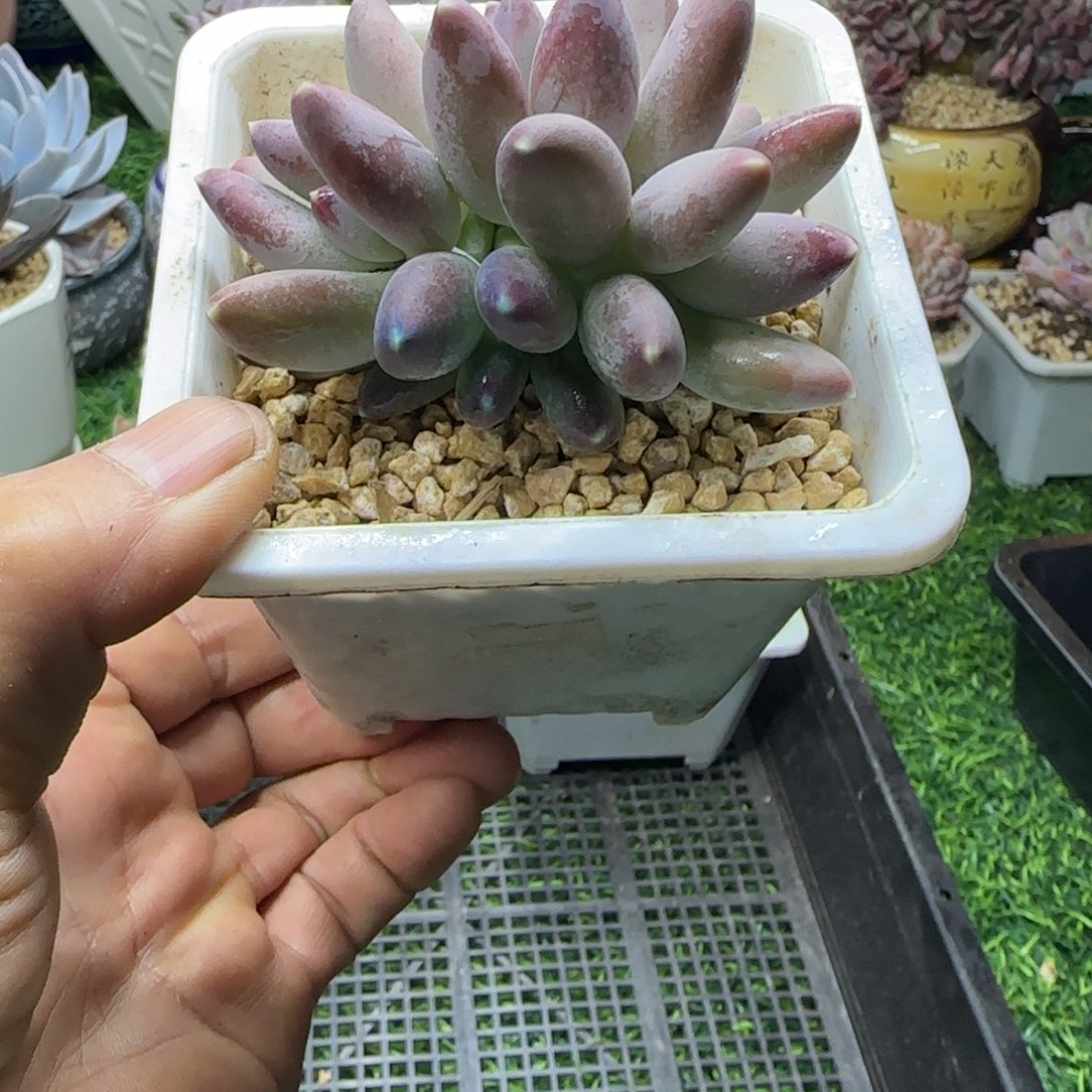 锦安多肉植物编号232