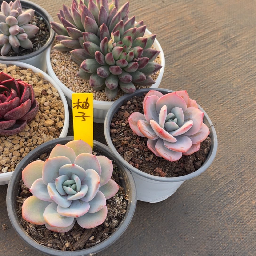 ?**?姐姐说要不就别把