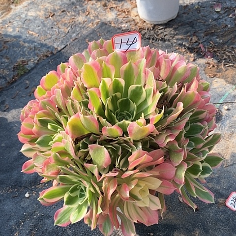 白凤老桩法师14链接