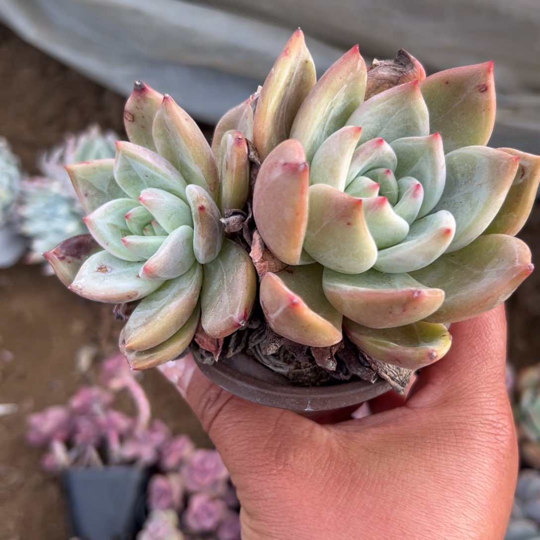 多肉植物多肉植物