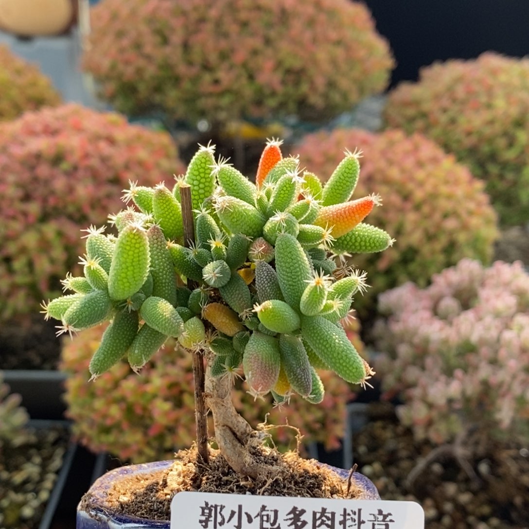 实生玉米带盆3855枝干番杏