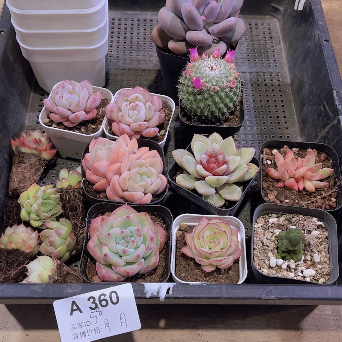 多肉360多肉植物