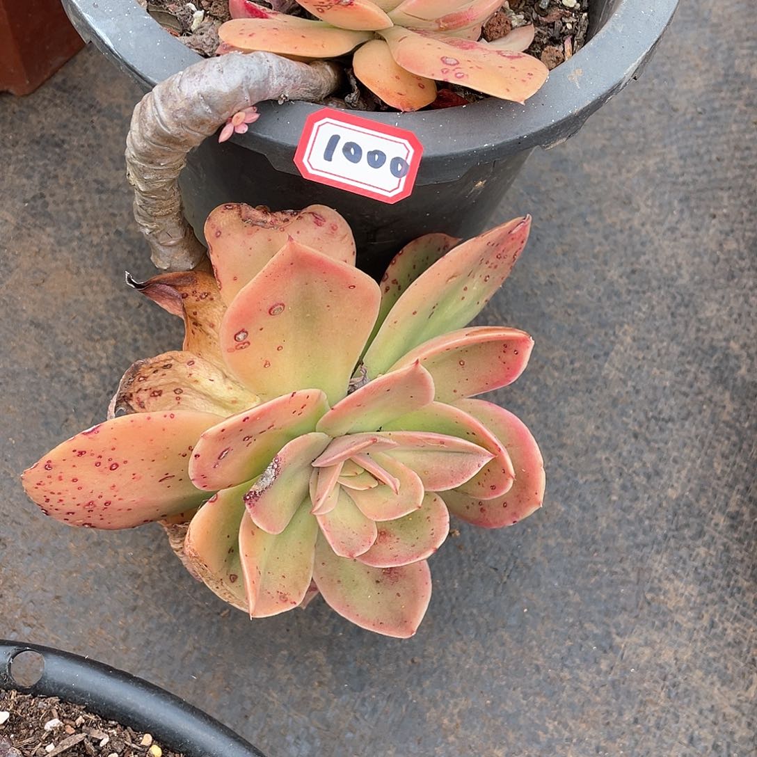 1000无名杂 一物一拍多肉