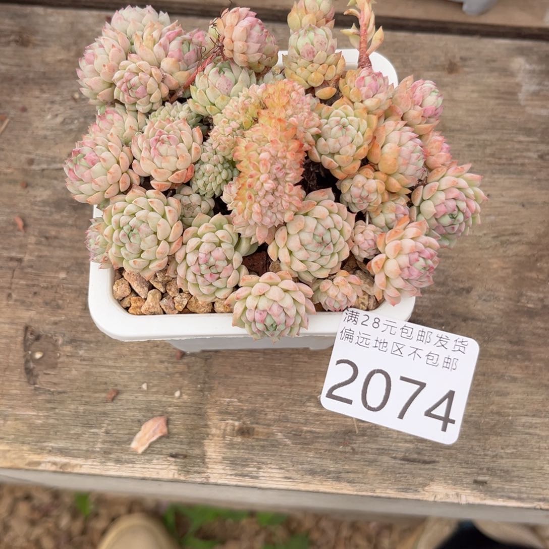 大2074，h z v x b b b b