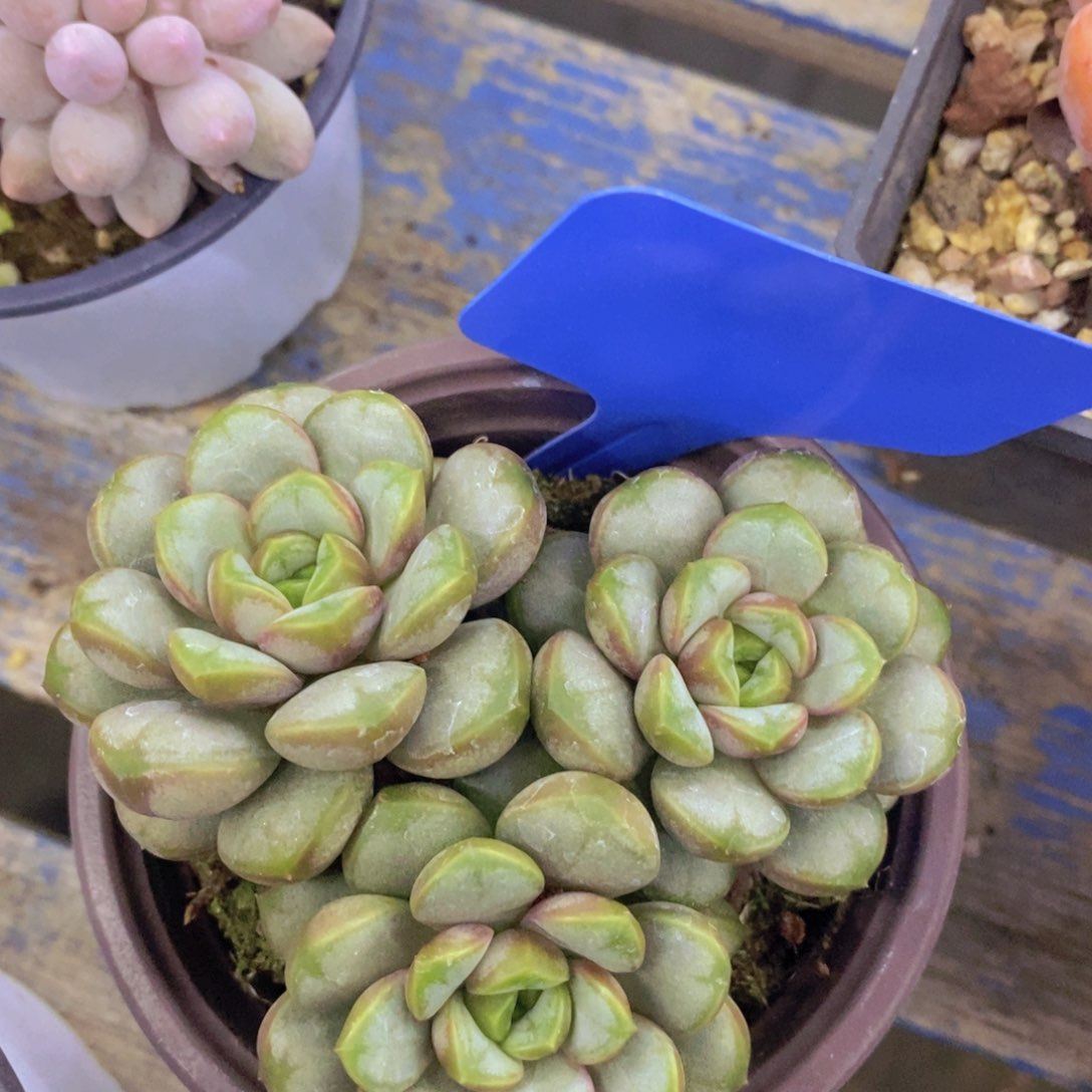 多肉植物，一物一拍，3单包邮