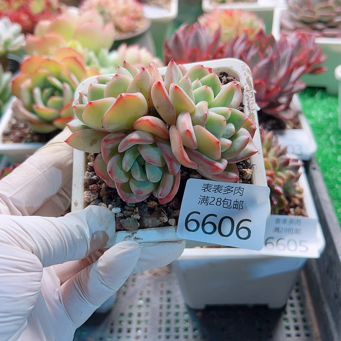 无花朵多肉一物一拍6606