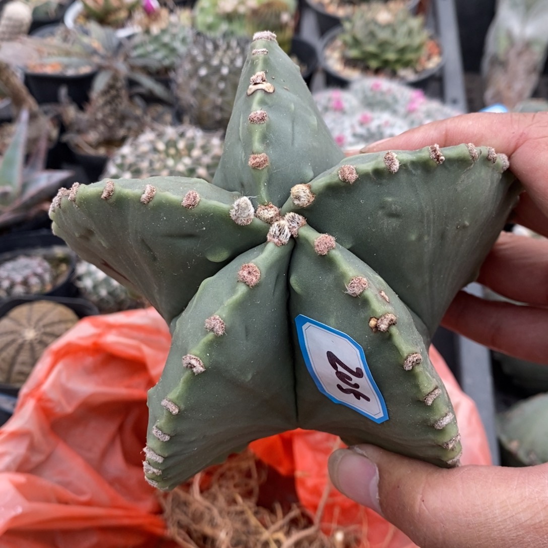 植播园艺205老鸾凤玉