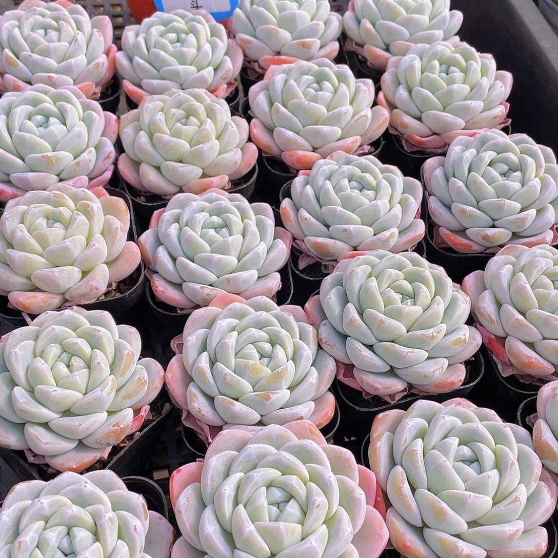 量拍3号 玉冰冰单头一个