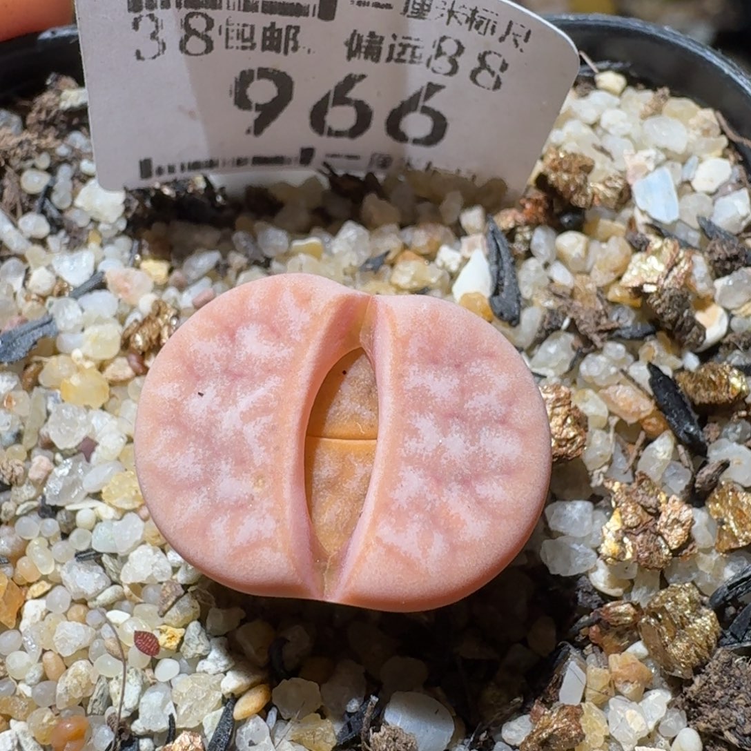 Sss高货清仓了966粉拿铁