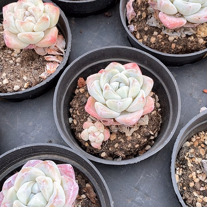 04冰玉单头 福利多多