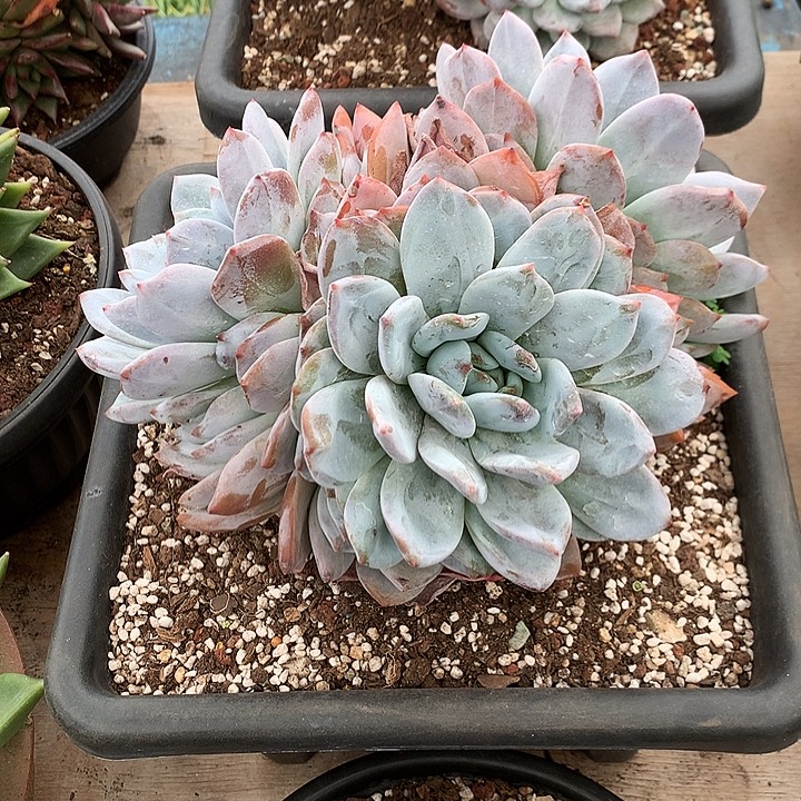 美肉特价活动开始了