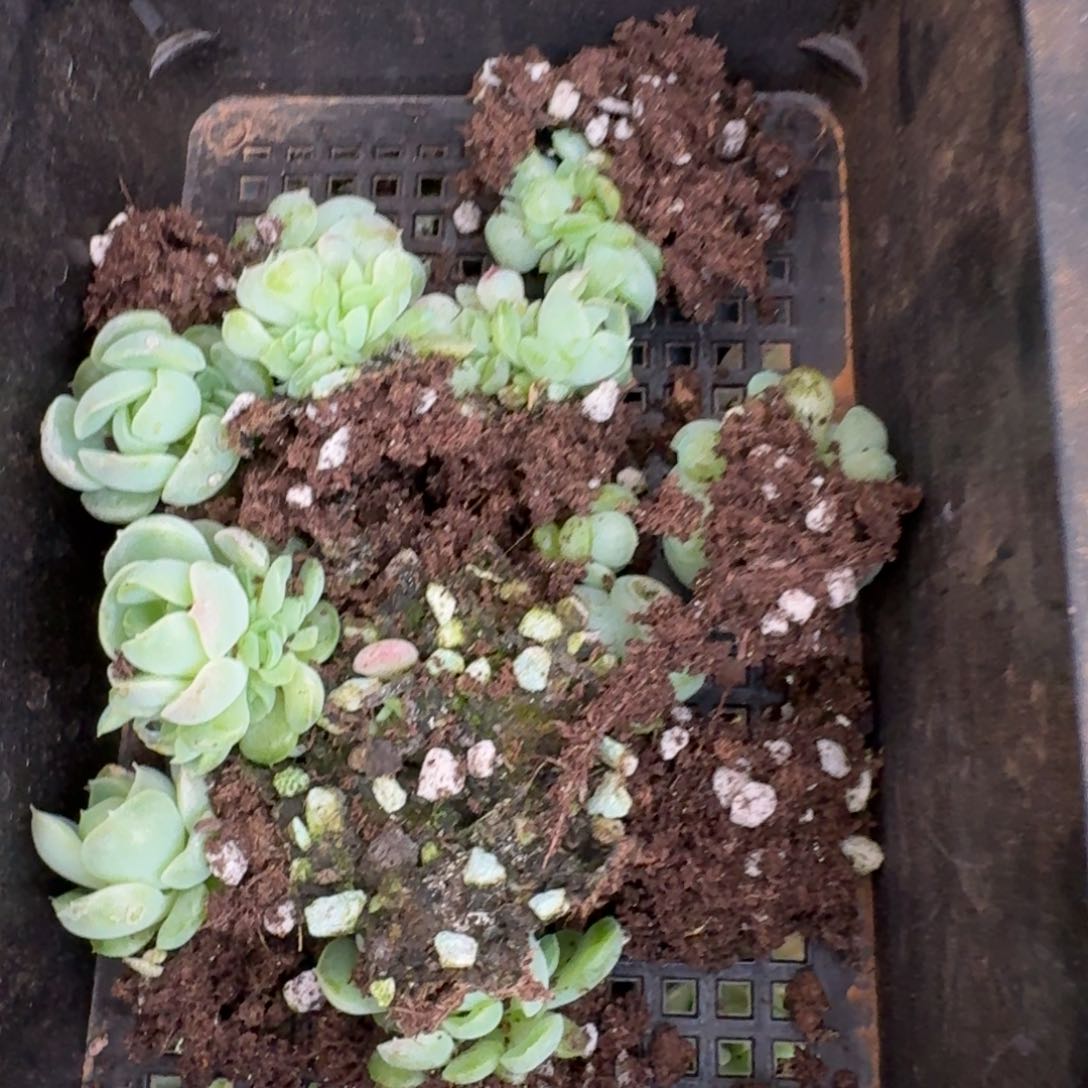 十棵母猪体麦秆量拍29-32