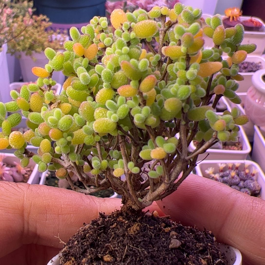 多肉植物枝干蜜桔糖球