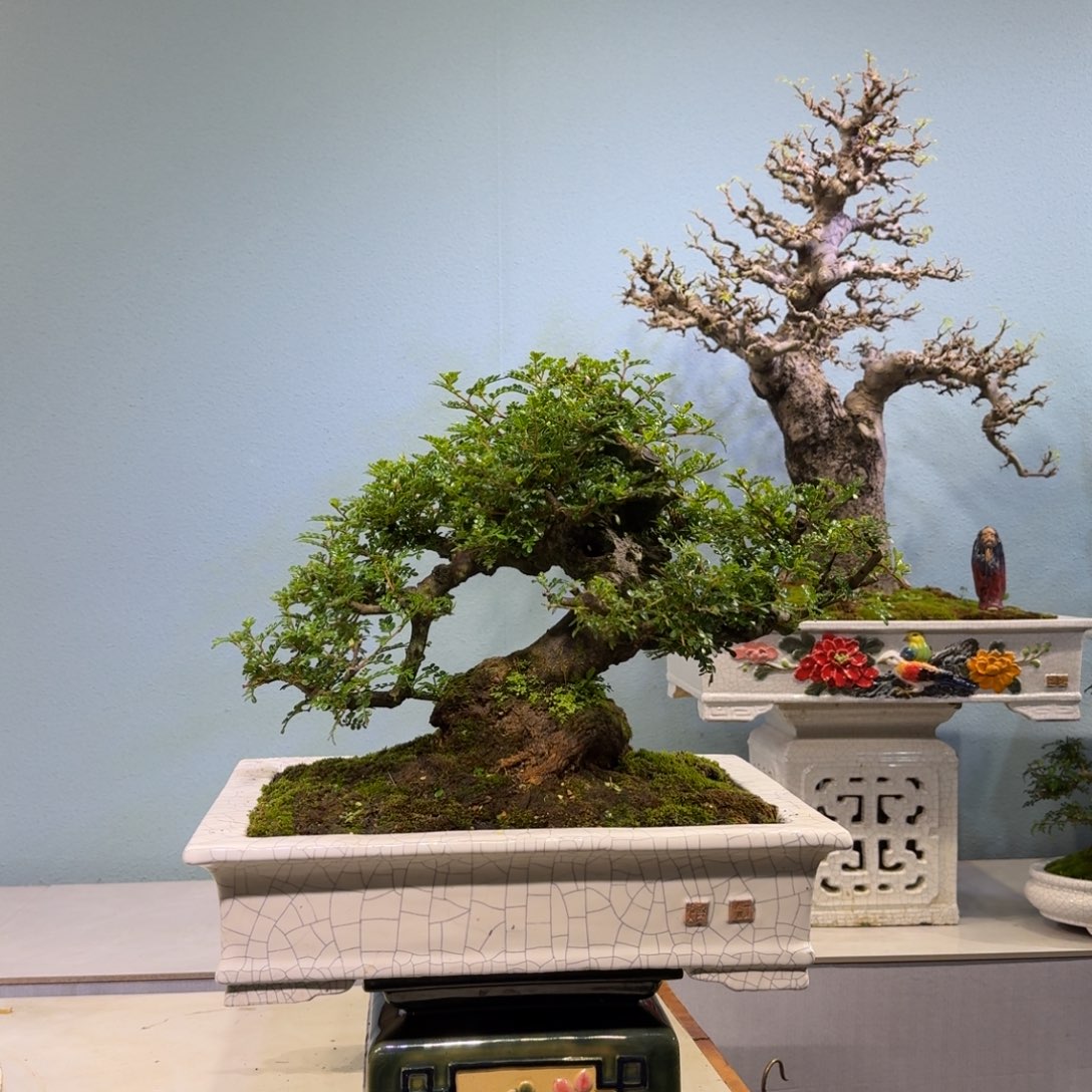 宇***士无花朵胡椒木盆景1400