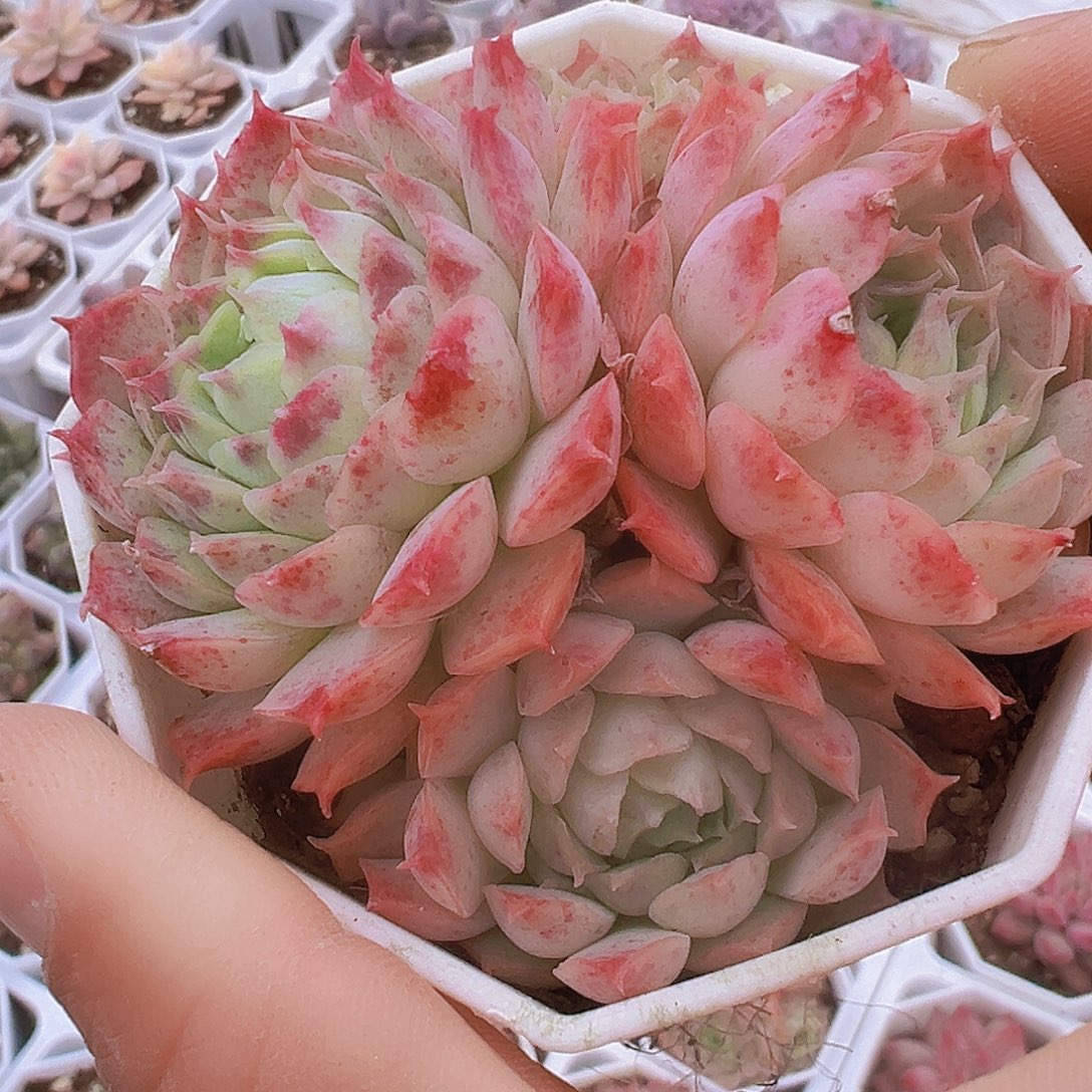 朱砂痣19包邮多肉