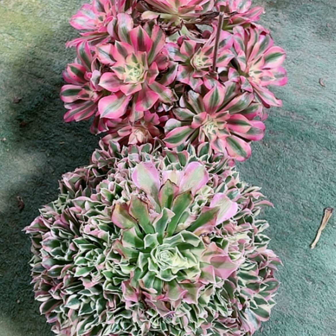 【闪购商品】法师好看也好养