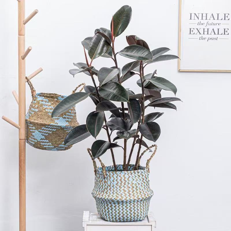 【莉莉甄选】单颗黑金刚橡皮树盆栽