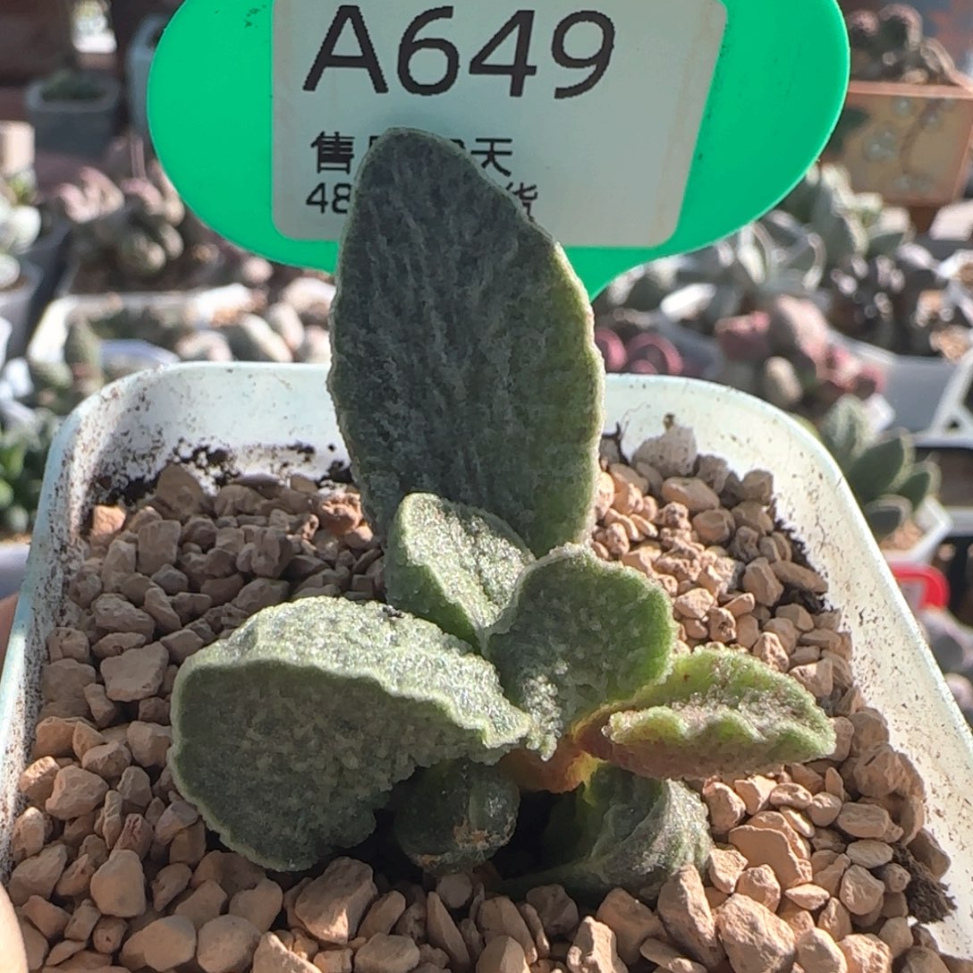 酒红猪肝。   649。     