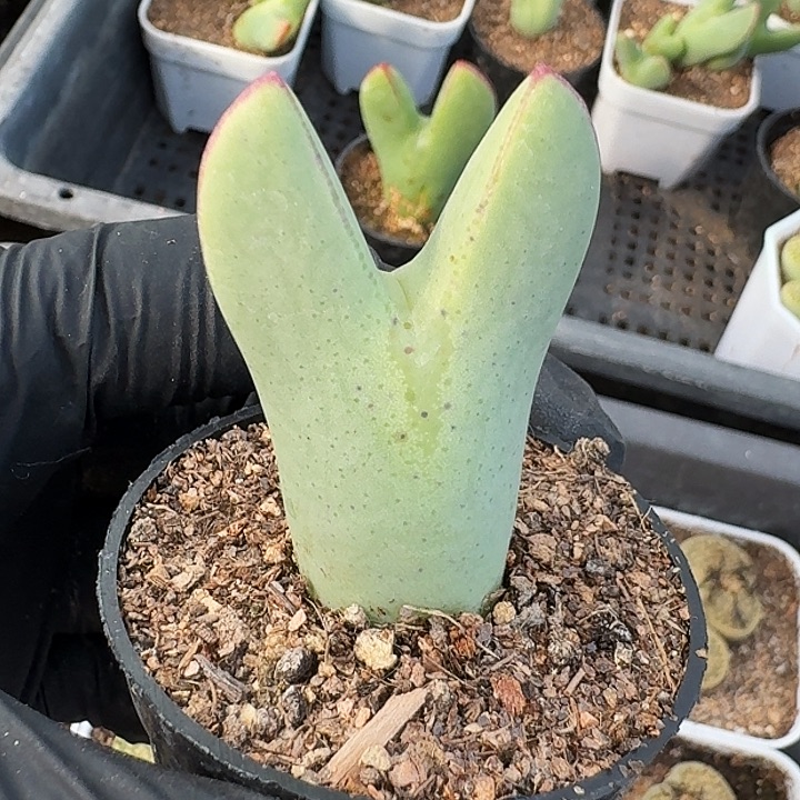 生石花11111。    38