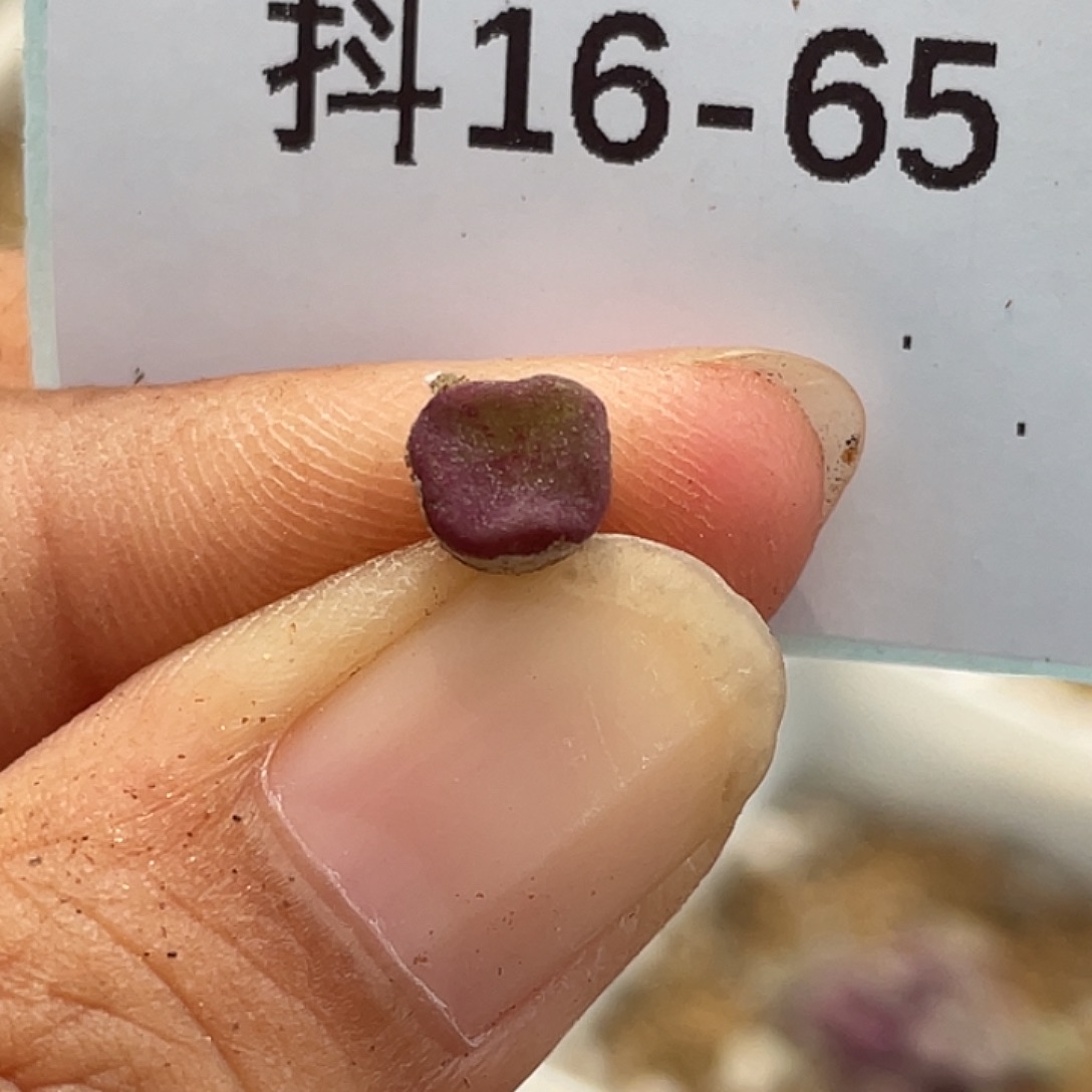 16-65方碗多肉植物
