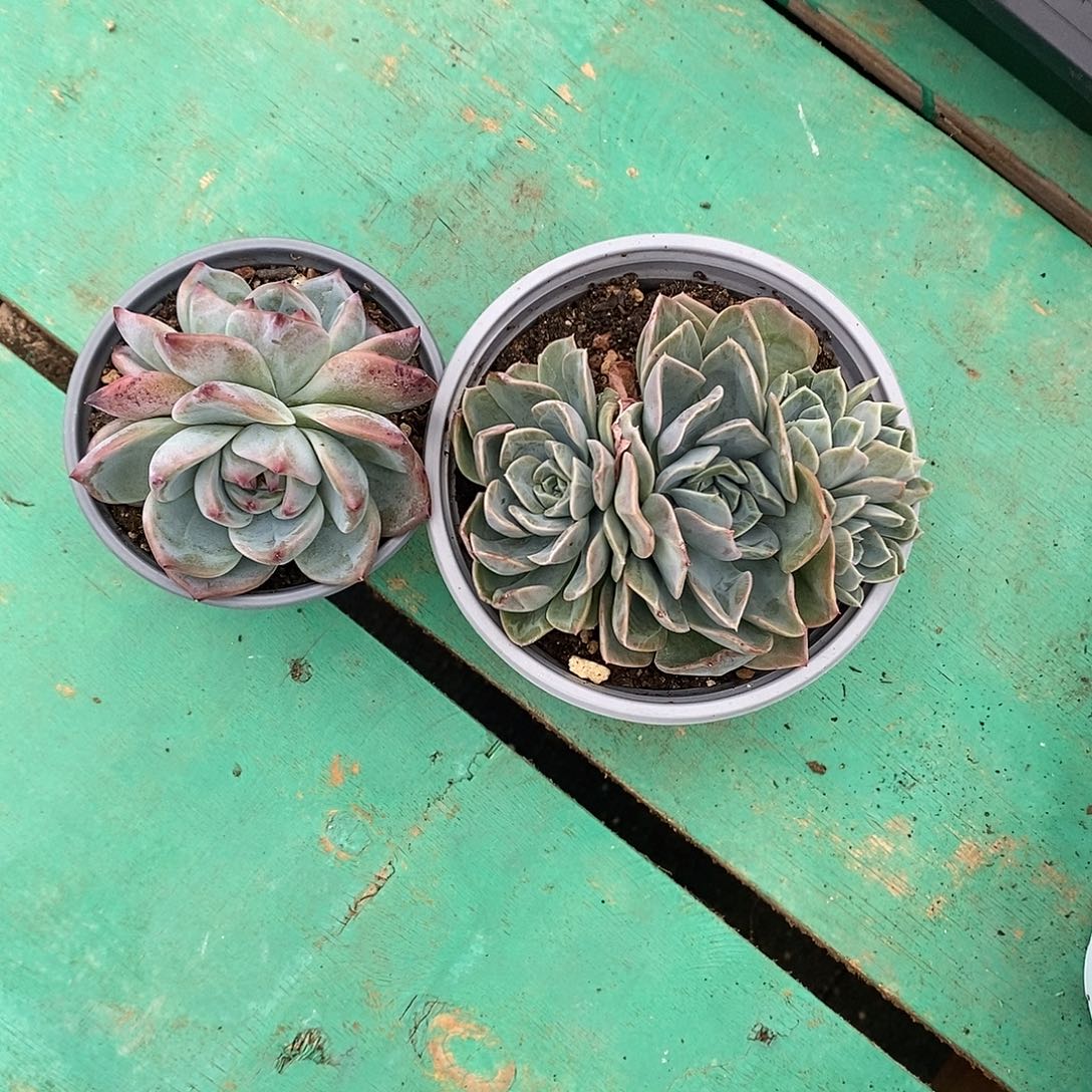 悦***月2颗寄养。         