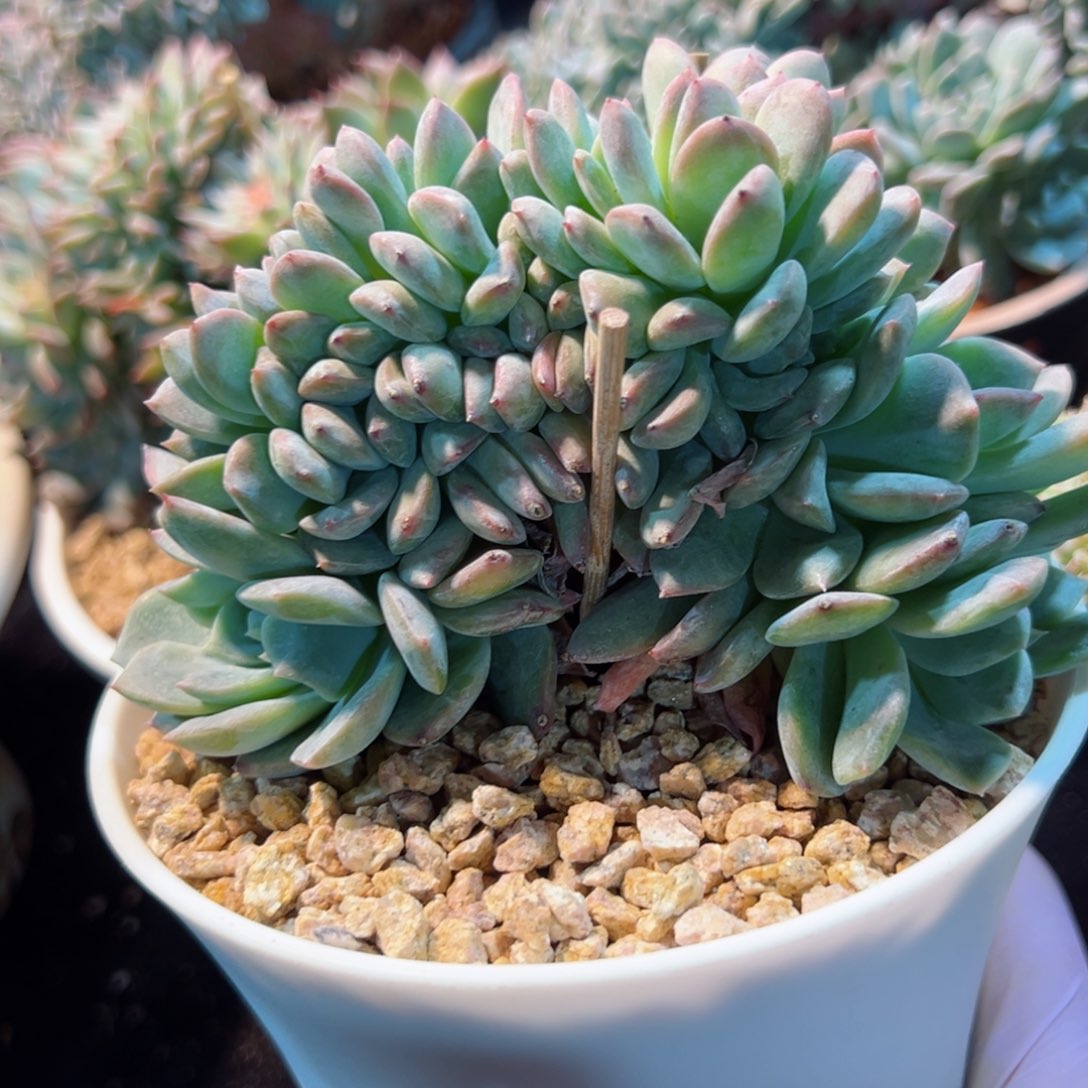 新年快乐啊宝宝们加油啊8888888