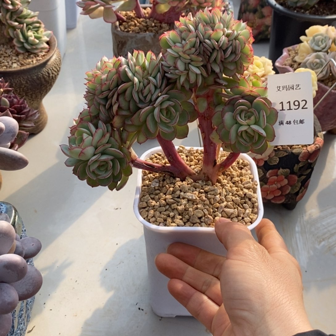 牡丹亭缀化多肉多肉1192
