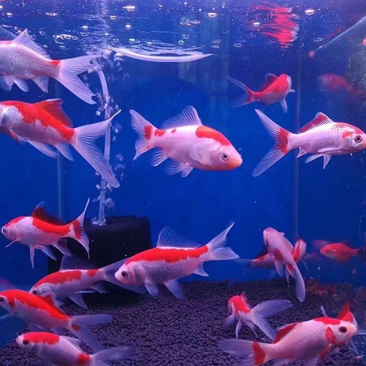 【精品樱花红白金鱼】25条4-6厘米新手鱼冷水鱼观赏鱼渔场直发包邮