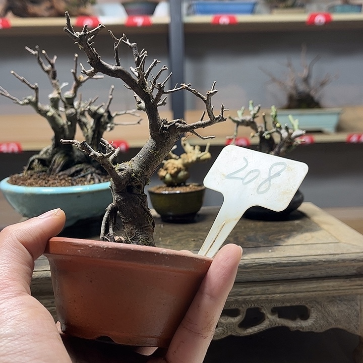 吃****无花朵雀梅盆景老庄盆景