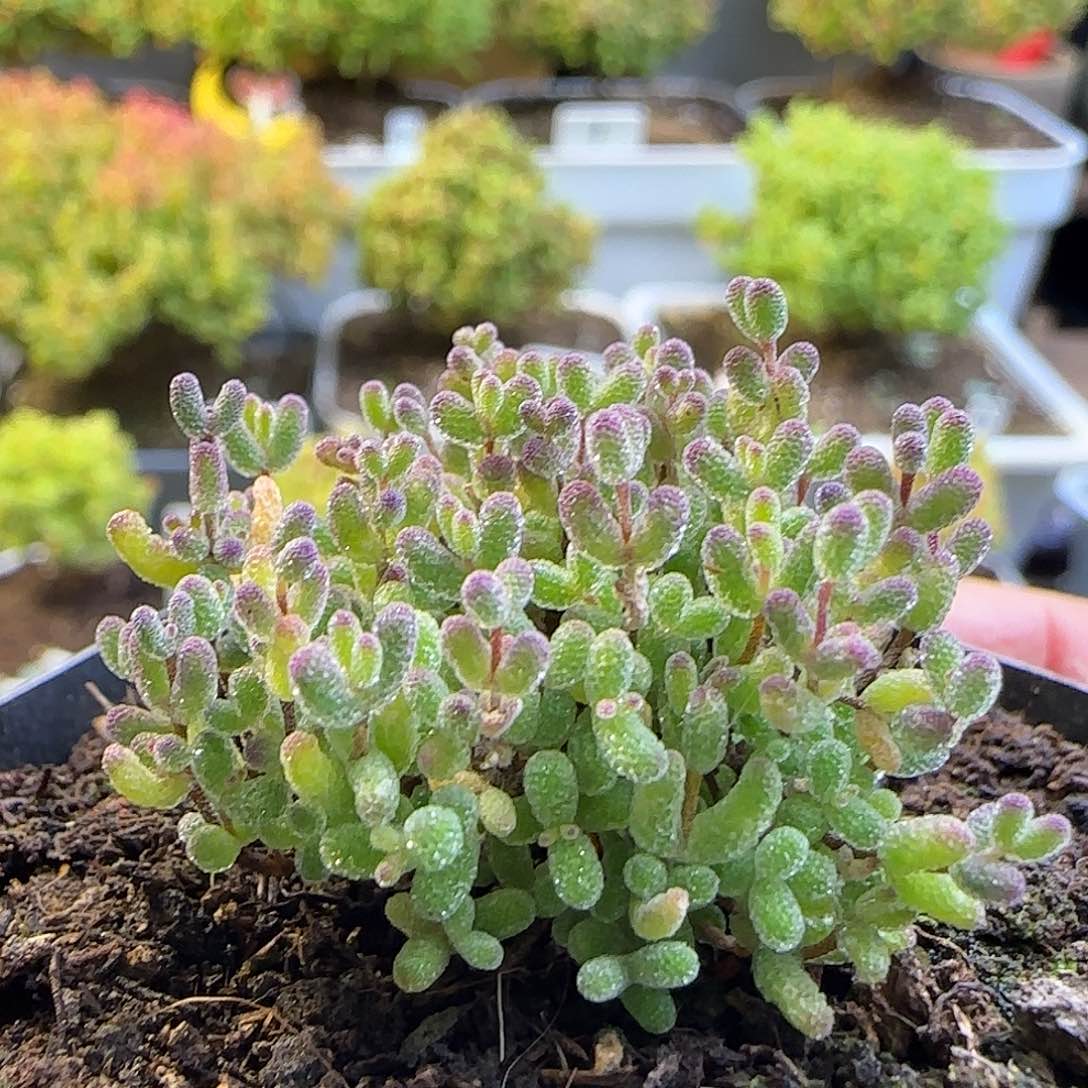 跳跳糖，糖球变异个体