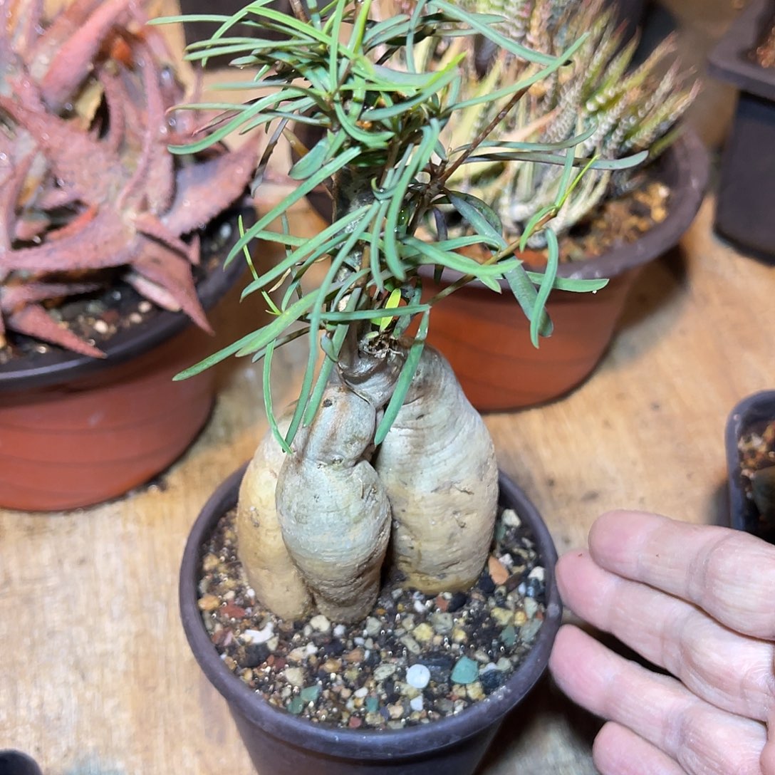 实生柳叶麒麟块根一物一拍