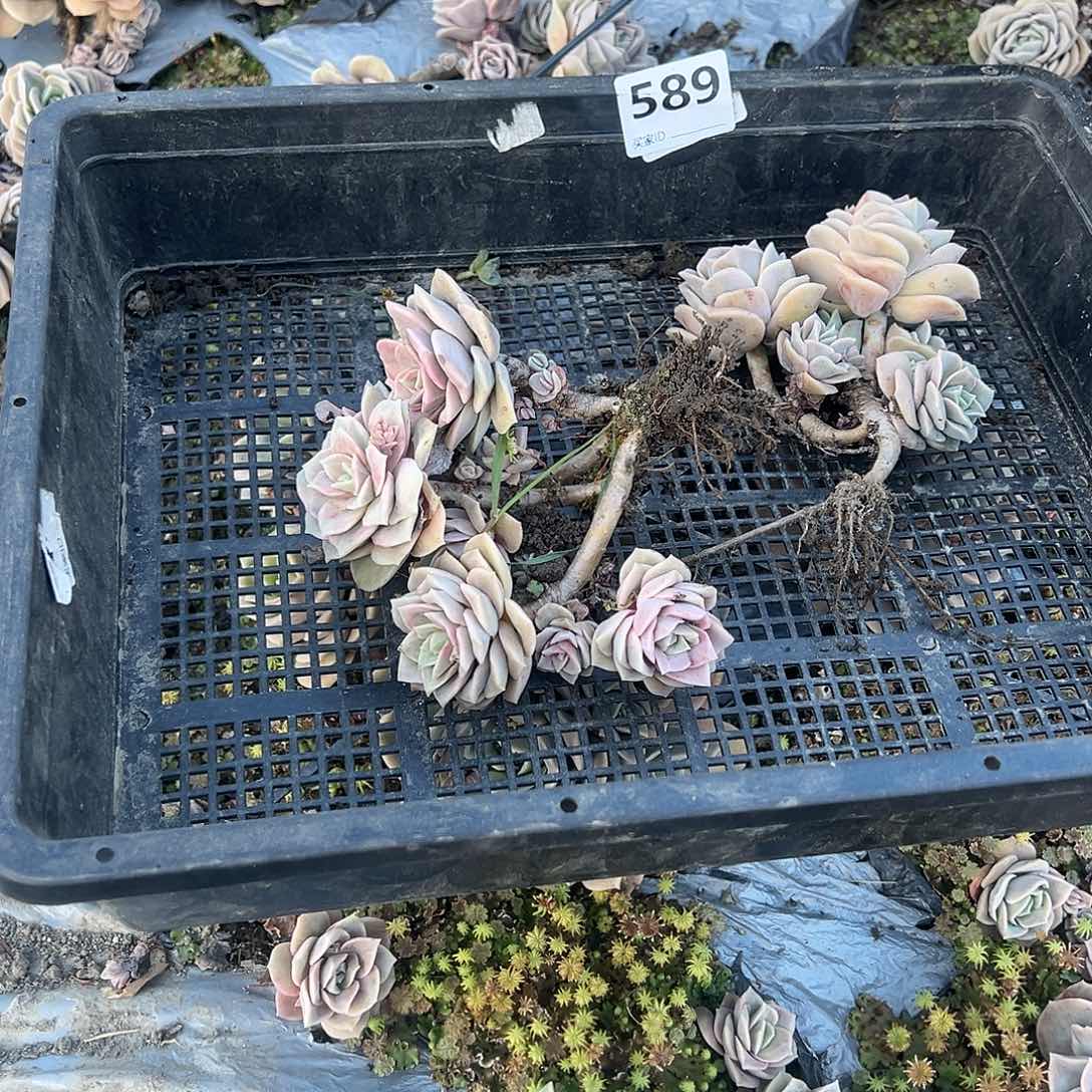 橄*树589号可爱玫瑰花