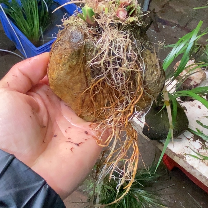 雏***鹰无花朵石菖蒲在这段