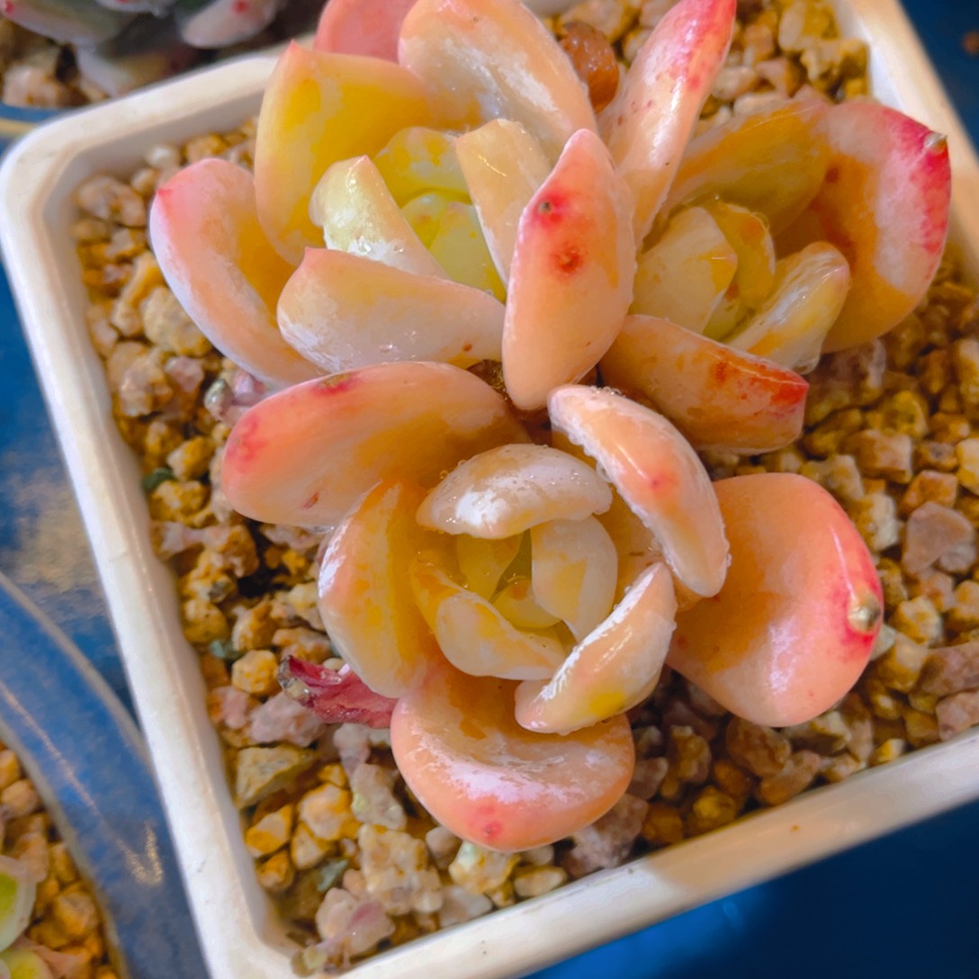 跳***虫多肉植物保护研究所所长